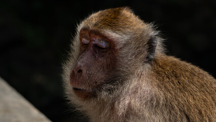 Obraz premium Macaque monkeys