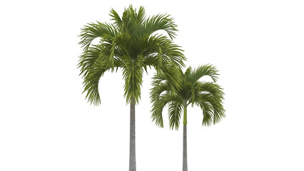 Obraz premium Two palm trees against a dark background