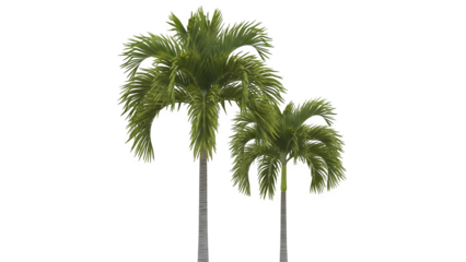 Two palm trees against a dark background