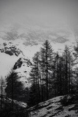 Snow covered forest, Italian Alps
