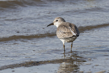 Obraz premium Red Knot (Calidris canutus) - Found on coastal mudflats and tundra worldwide