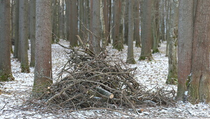 A pile of dry branches lies between the trees in the winter forest park