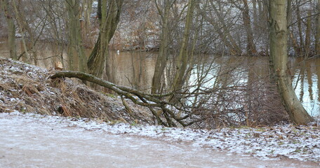 A broken tree on the riverbank in a winter forest park