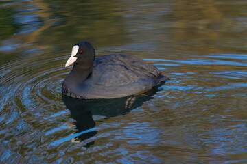 The Eurasian coot, Fulica atra, also known as the common coot, swims on a lake