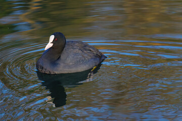 The Eurasian coot, Fulica atra, also known as the common coot, swims on a lake