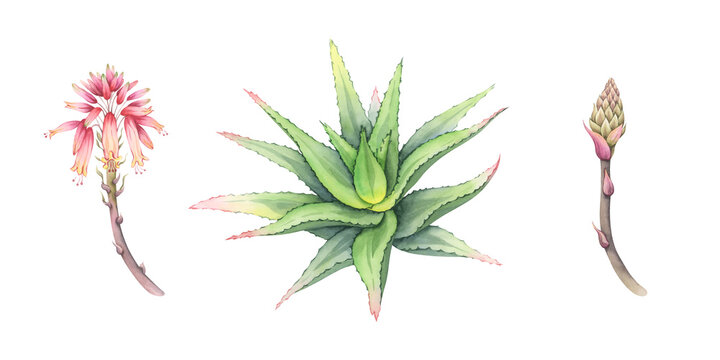 Aloe Vera Flower Images  Browse 60,325 Stock Photos, Vectors, and Video |  Adobe Stock