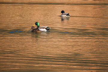 ducks is swimming in a pond.