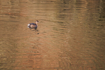 Great crested grebe in its natural habitat swimming in lake