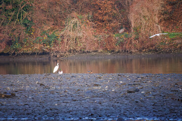 The eastern great egret, a white heron in the genus Ardea, fishing at calm water in lake
