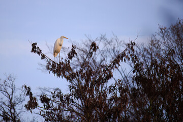 The eastern great egret, a white heron in the genus Ardea, fishing at calm water in lake