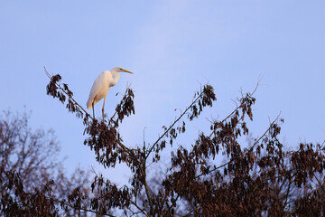 The eastern great egret, a white heron in the genus Ardea, fishing at calm water in lake