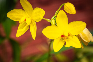 Fototapeta premium orchids, Spathoglottis, royal botanical garden, sri lanka, kandy, peradeniya, exotic plants, flowers, ceylon