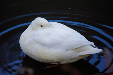 white duck in a pond.