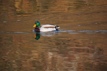 A duck is swimming in a pond.
