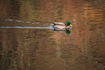 A duck is swimming in a pond.