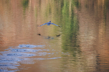 The great cormorant, Phalacrocorax carbo, known as the great black cormorant