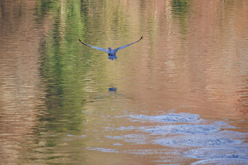 The great cormorant, Phalacrocorax carbo, known as the great black cormorant