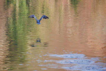 The great cormorant, Phalacrocorax carbo, known as the great black cormorant