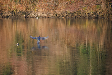 The great cormorant, Phalacrocorax carbo, known as the great black cormorant