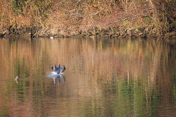 The great cormorant, Phalacrocorax carbo, known as the great black cormorant