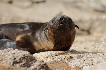 Australian fur seal
