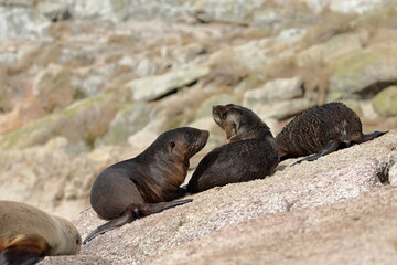 Australian fur seal