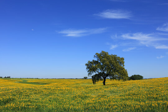 Portugal, Alentejo, Evora - solitary cork oak tree - Quercus suber, in a field of yellow lupin flowers in springtime.