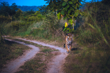 Male Tiger on evening strol in Central Park of India, Panna National Park