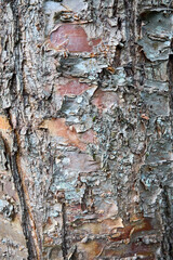 Bird cherry tree trunk bark or Prunus maackii, also Padus maackii. Prunus maackii or Manchurian cherry or Amur chokecherry. Cherry native to Korea Amur River in Manchuria in China.