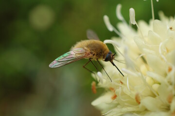 A fly buzzed and collected nectar from the flowers.