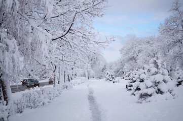 Natural winter landscape. Trees and fir trees covered with snow.