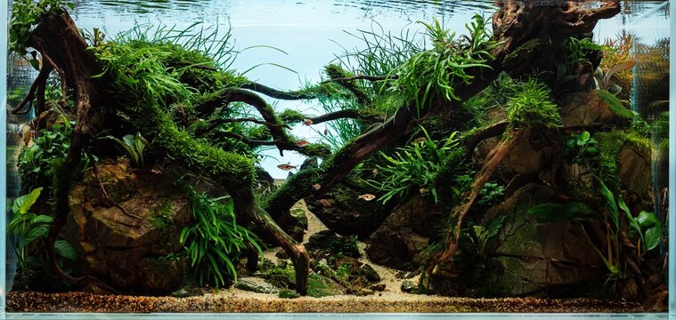 Beautiful tropical aquarium. Aquascape with live underwater plants. Frodo stones and redmoor driftwoods covered by java moss and a school of rasbora espei fish. Isolated view. 
