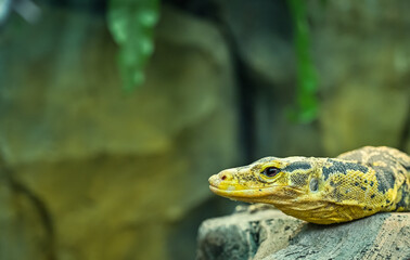 Yellow headed water monitor or Mindanao water monitor, has the highest degree of yellow coloration among all the endemic water monitors in the Philippines