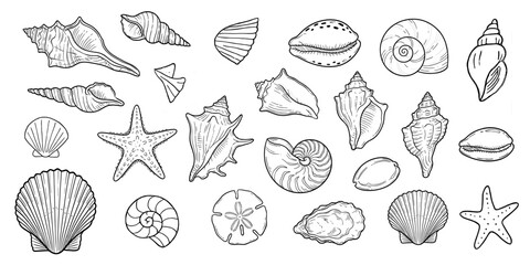 Seashells, Starfish and Marine Shell Collection Hand Drawn Elements © Dev