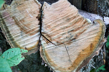 Bird cherry tree stump cut or Prunus maackii, also Padus maackii. Prunus maackii or Manchurian cherry or Amur chokecherry. Cherry native to Korea Amur River in Manchuria in China.