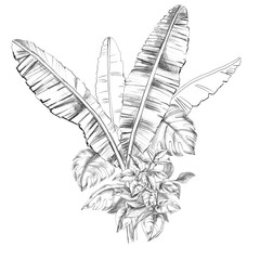 A bouquet of large palm leaves, monstera, and climbing herbs. Isolated pencil illustration for event invitations, eco-hotel print design, poster printing, and menu design. © Svetlana