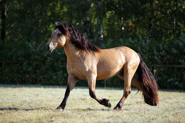 Sorrel  heavy draft horse galloping in the paddock on the farm