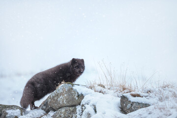 Naklejka premium Blue morph Arctic fox standing in a snowy white winter landscape