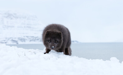 Naklejka premium Wild blue morph Arctic fox in snowy coastal landscape