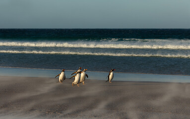 Gentoo penguins walking across sandy beach in Falkland Islands