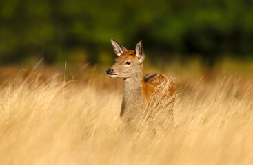 Red deer calf standing in grass in autumn meadow