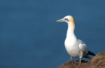 Obraz premium Portrait of Northern Gannet perched on grassy cliff edge in its natural habitat