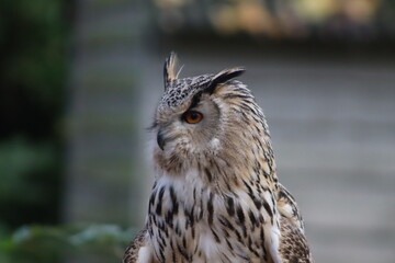 Obraz premium Eurasian Eagle-Owl