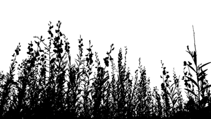 Silhouette of plants and leaves against the bright daylight background 