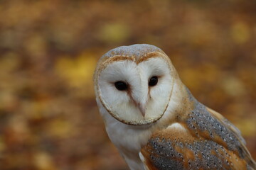 Obraz premium Barn Owl