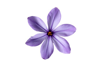 Purple Flower on White Background