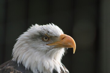 Fototapeta premium Bald Eagle