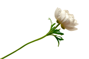 White Flower on Simple Background