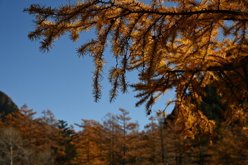 秋の上高地　カラマツの紅葉