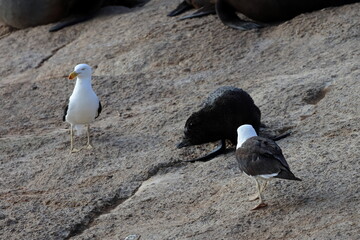 pacific gull